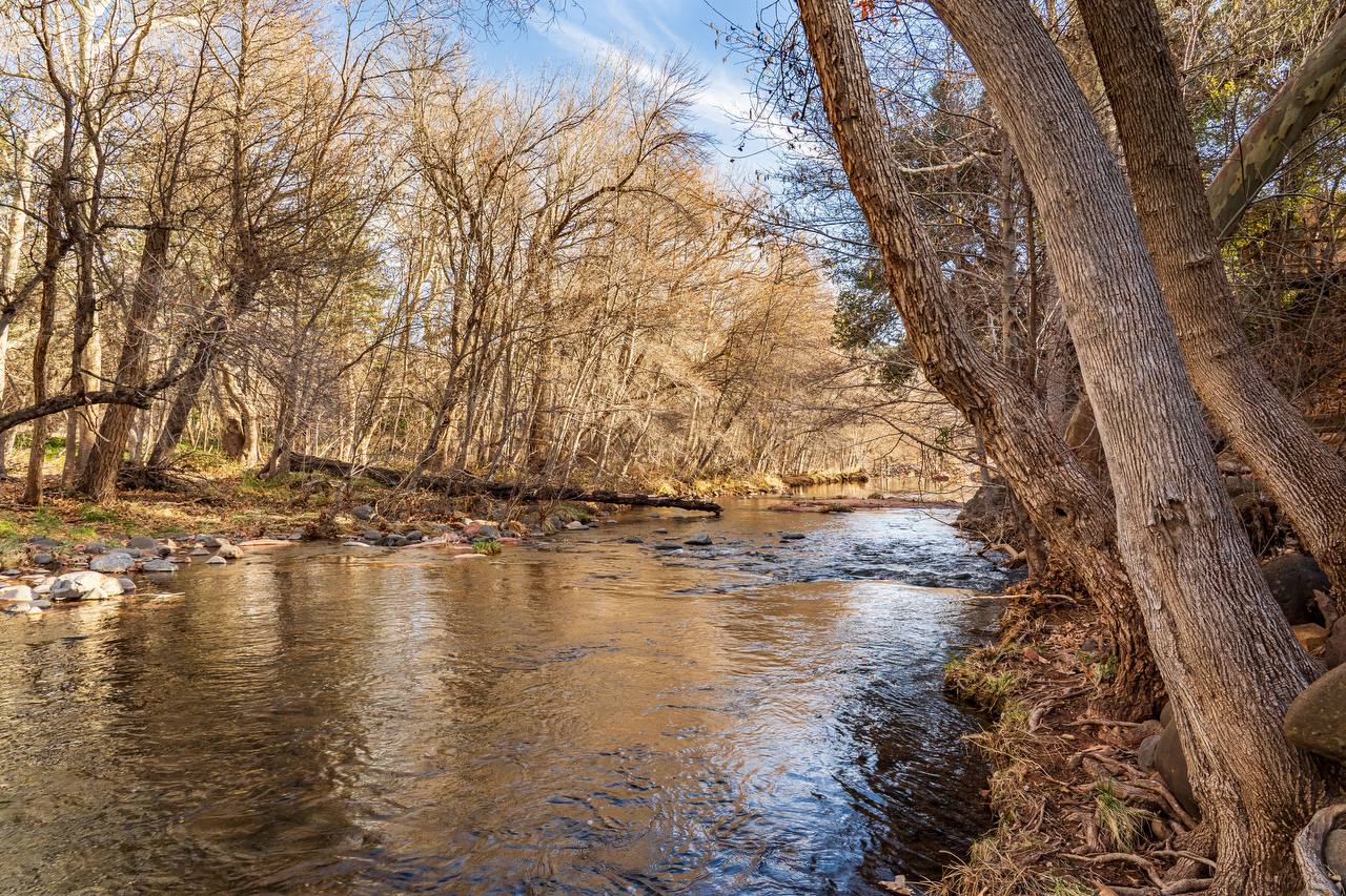 Oak Creek flowing through sycamore trees